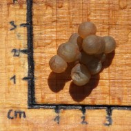 Chalcedon surový