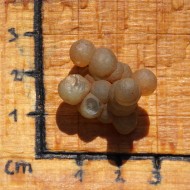 Chalcedon surový
